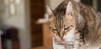 combien chat boire chaque jour