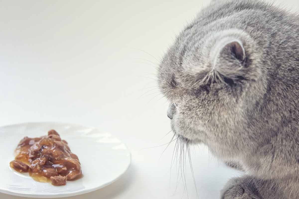 laisser à l’air libre la nourriture de votre chat