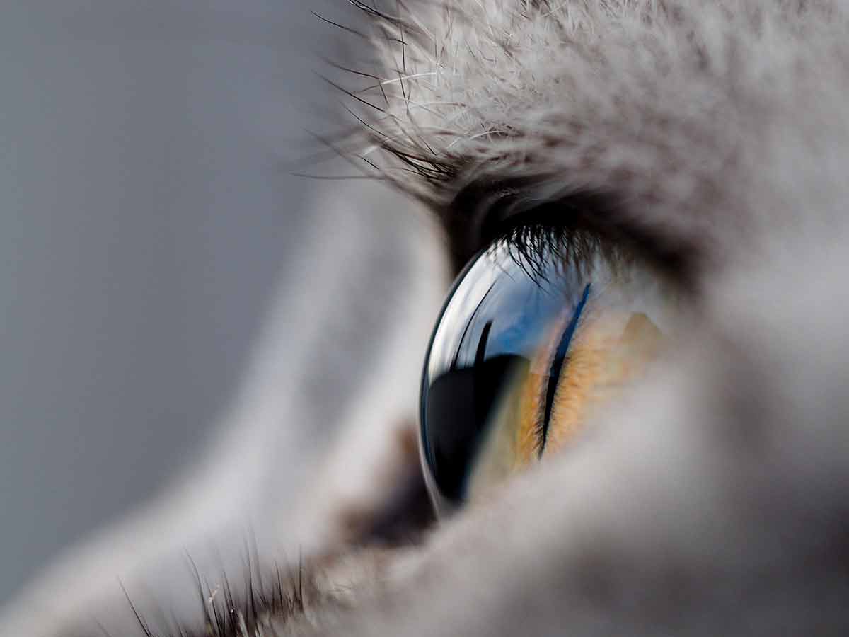 comment-voit-reellement-chat