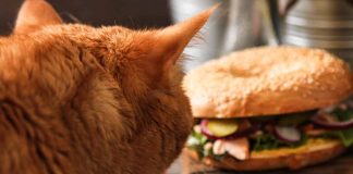 empêcher votre chat de voler de la nourriture