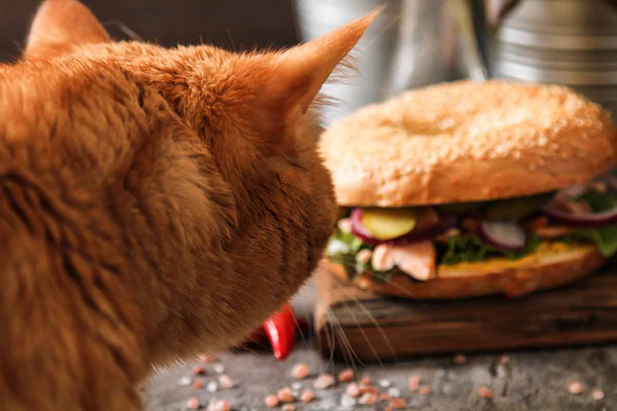 empêcher votre chat de voler de la nourriture