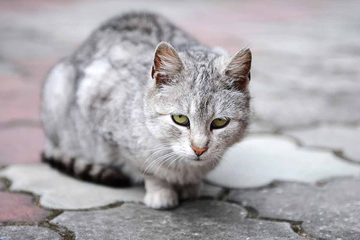 faciliter-vie-chat-age