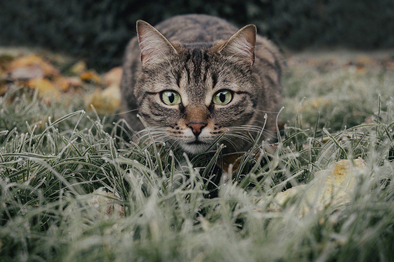 habituer votre chat à l’extérieur