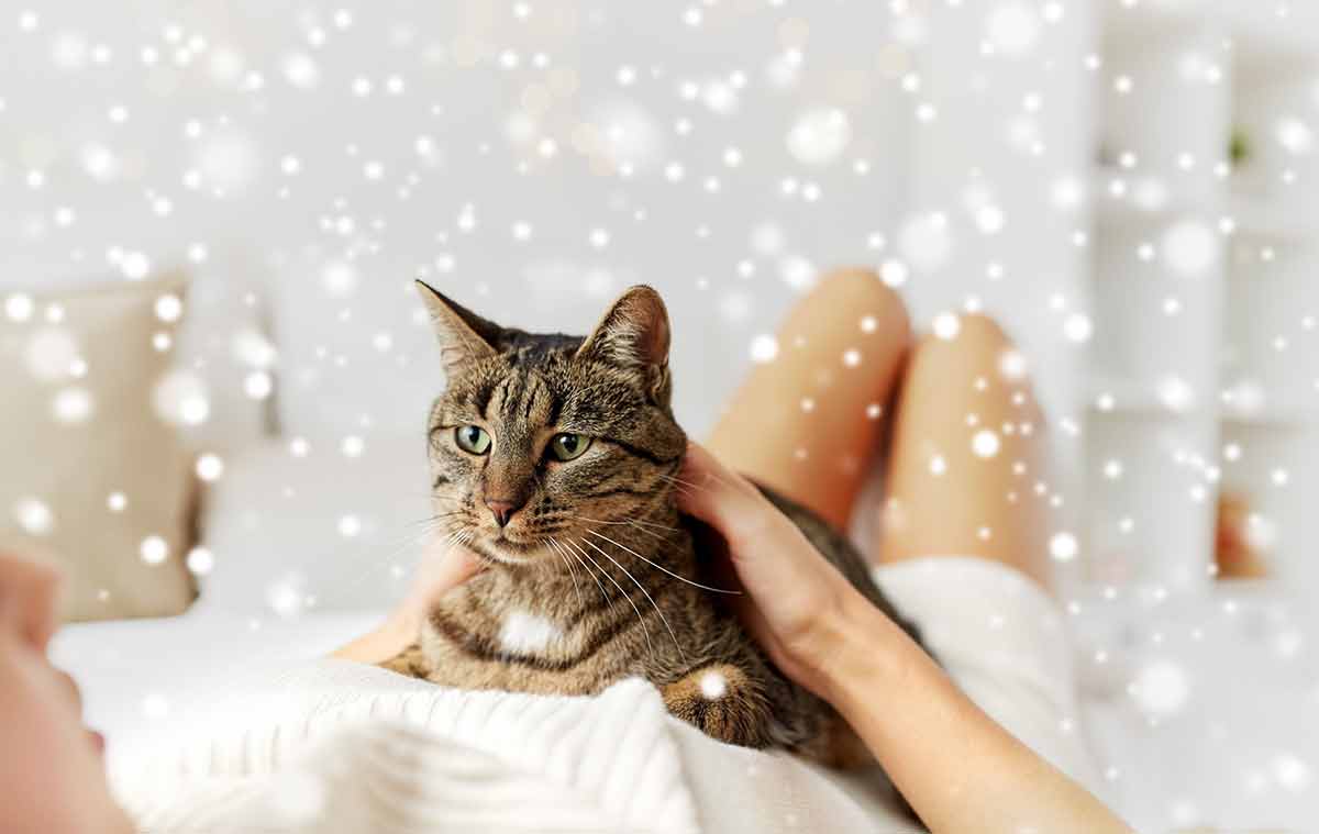 montrer-votre-affection-a-votre-chat