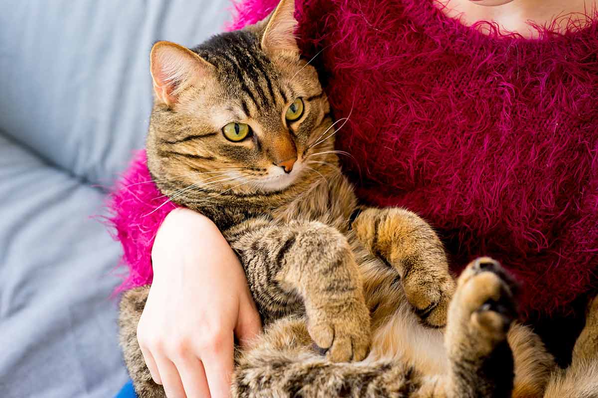 pas-traiter-chat-comme-un-bebe