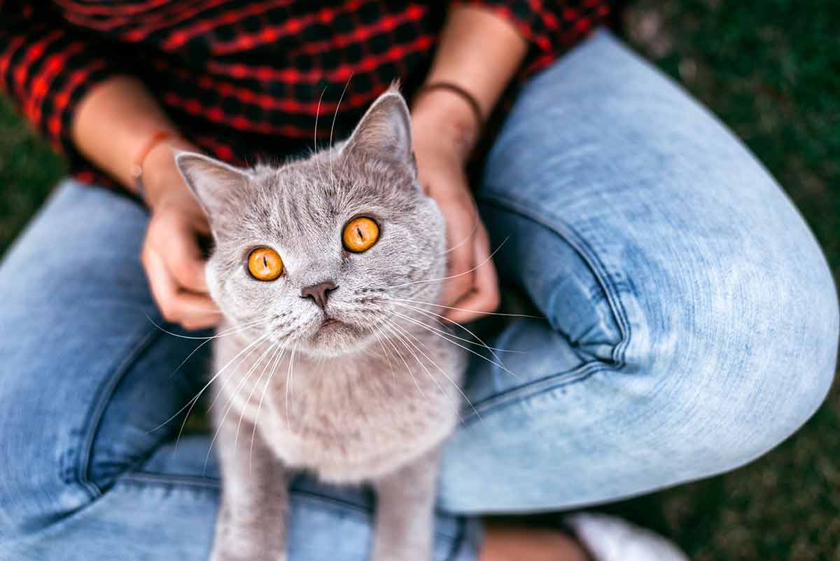 passer-assez-de-temps-avec-chat