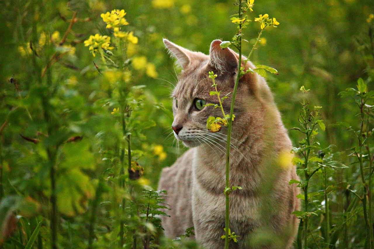 precaution-chat-sortir-jardin