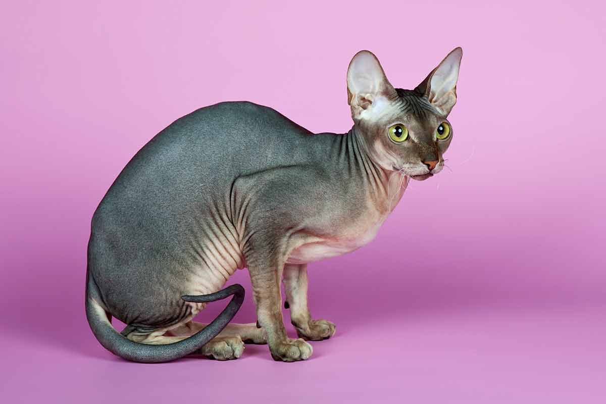 proteger-chat-sans-poil-hiver