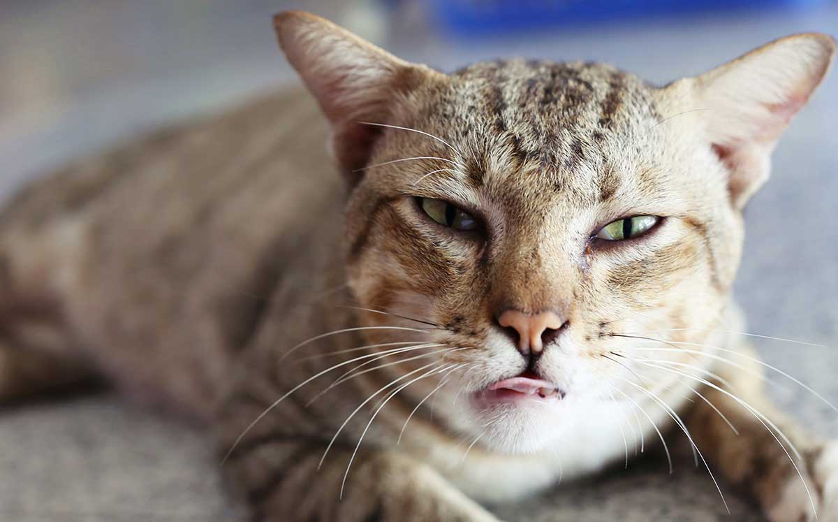 savoir-si-chat-mal-aux-oreilles