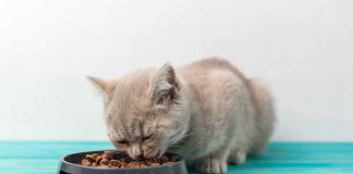 signes changer la nourriture de votre chat