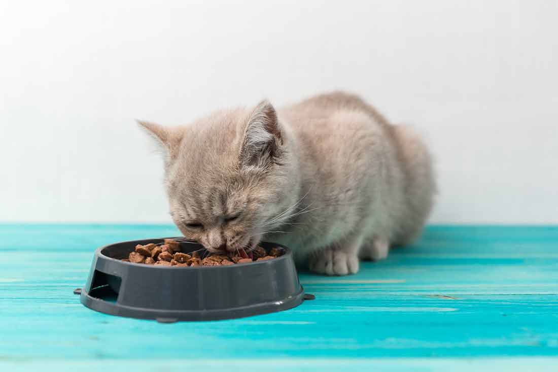 signes changer la nourriture de votre chat