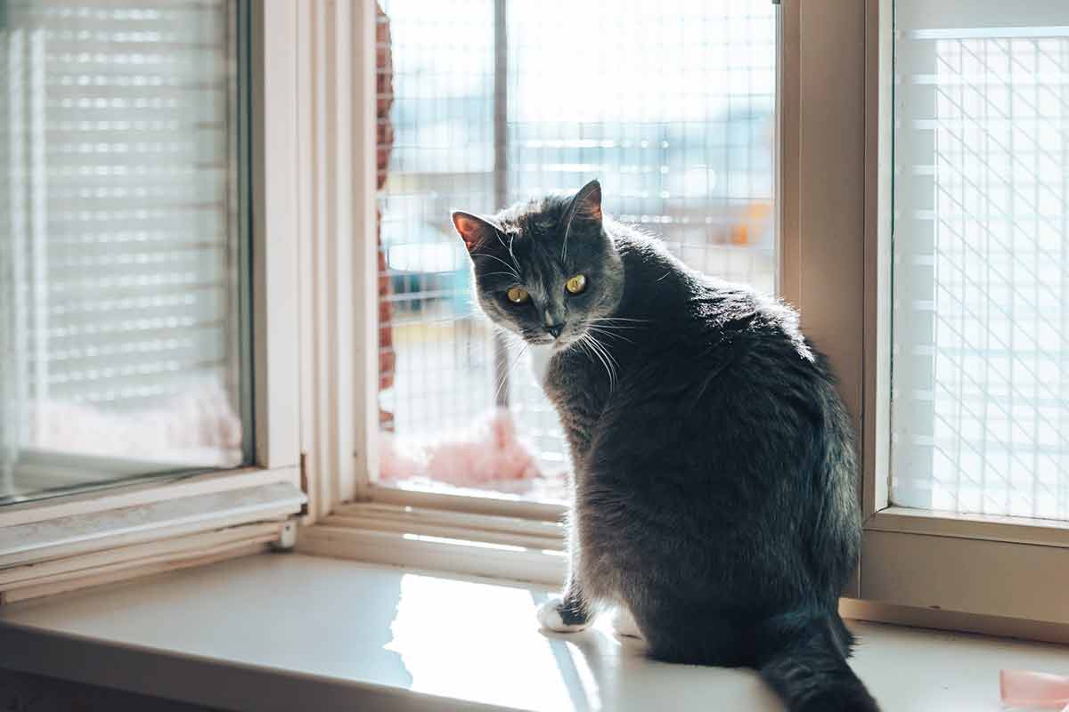 signes qui montrent que votre chat se méfie de vous