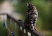 astuces éviter que votre chat ne tombe du balcon