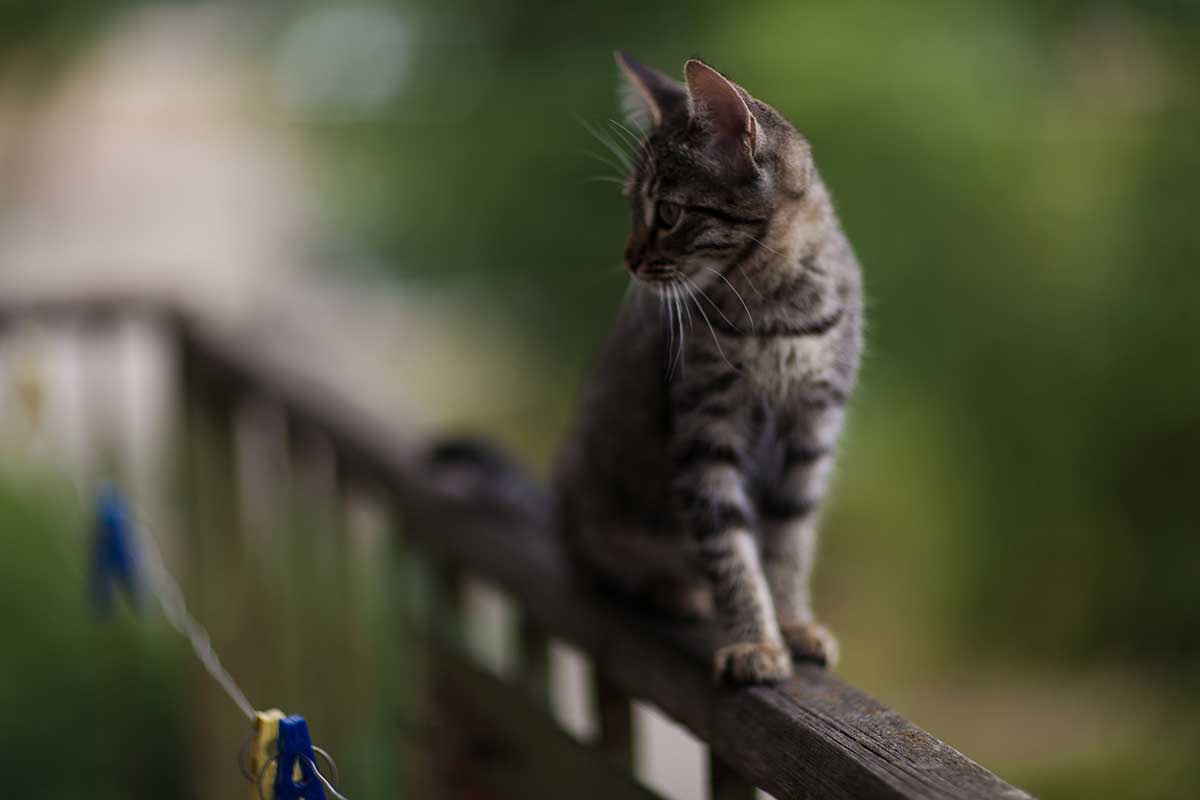 astuces éviter que votre chat ne tombe du balcon