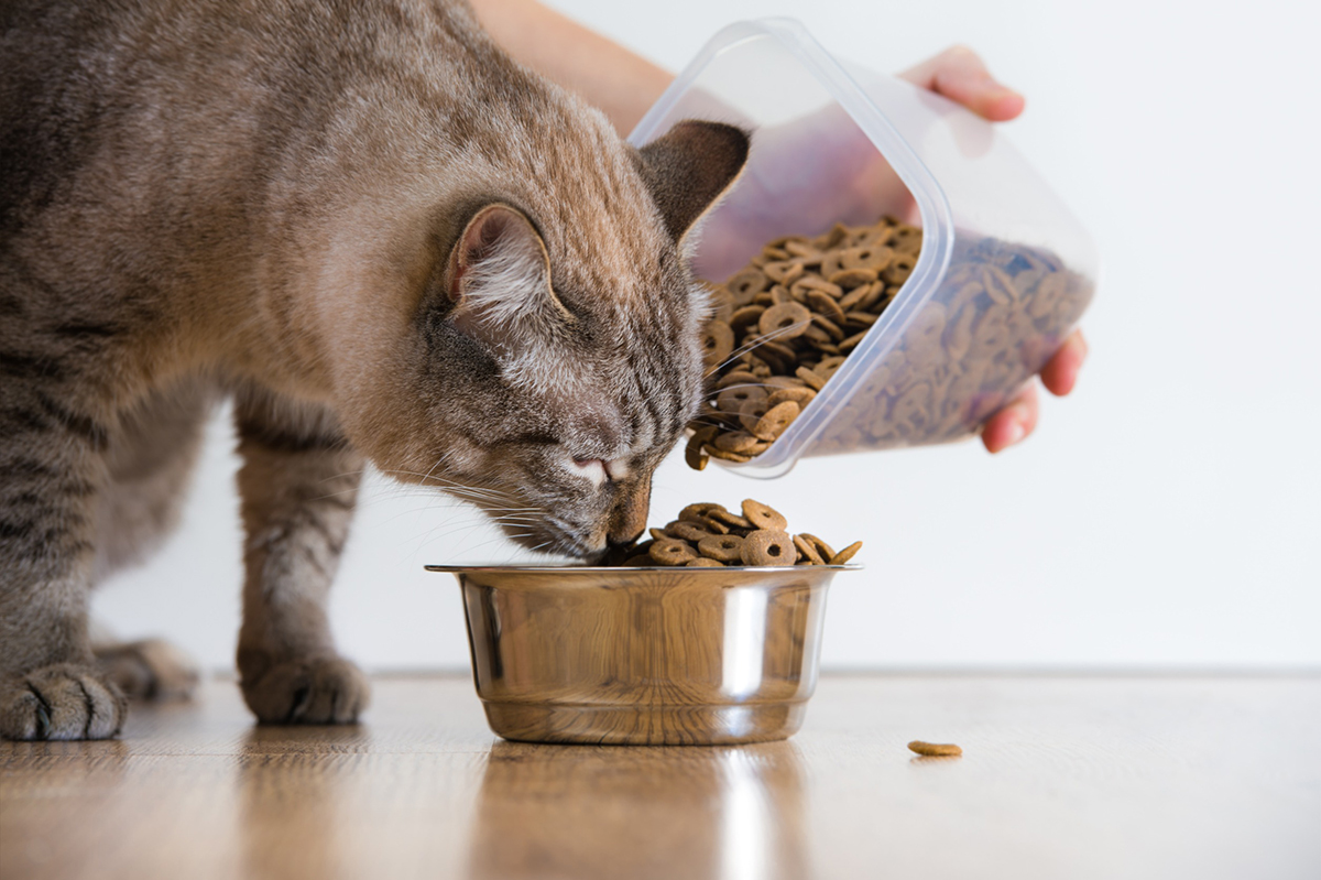 bien-conserver-croquettes-patee-chat