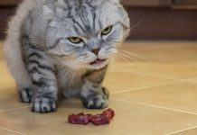 chat peut-il vraiment manger de la viande crue