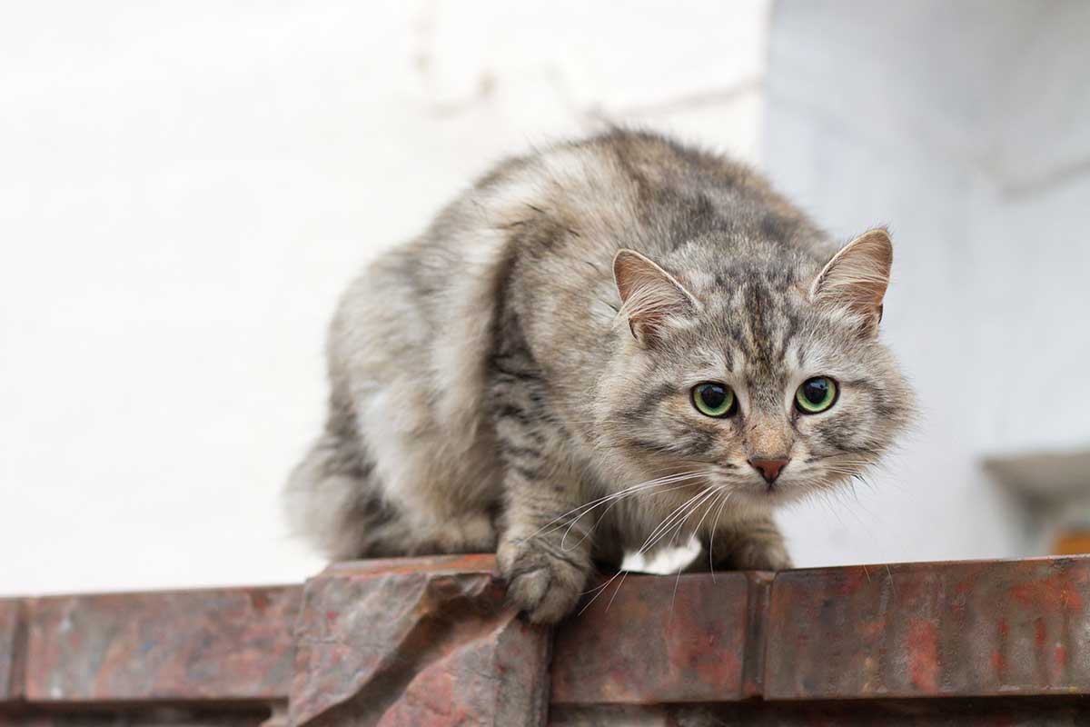 chat a toujours peur de vos invités