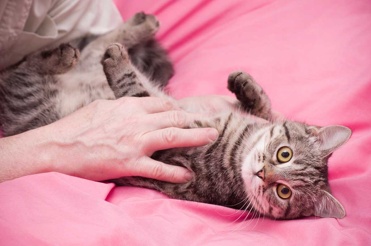 comportement-chat-a-envie-caresse