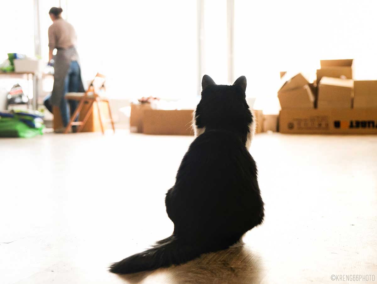 conseils-bien-demenager-avec-chat