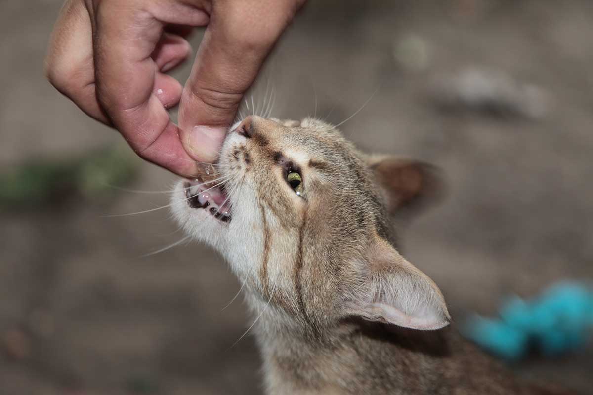 réussir à donner un médicament à son chat