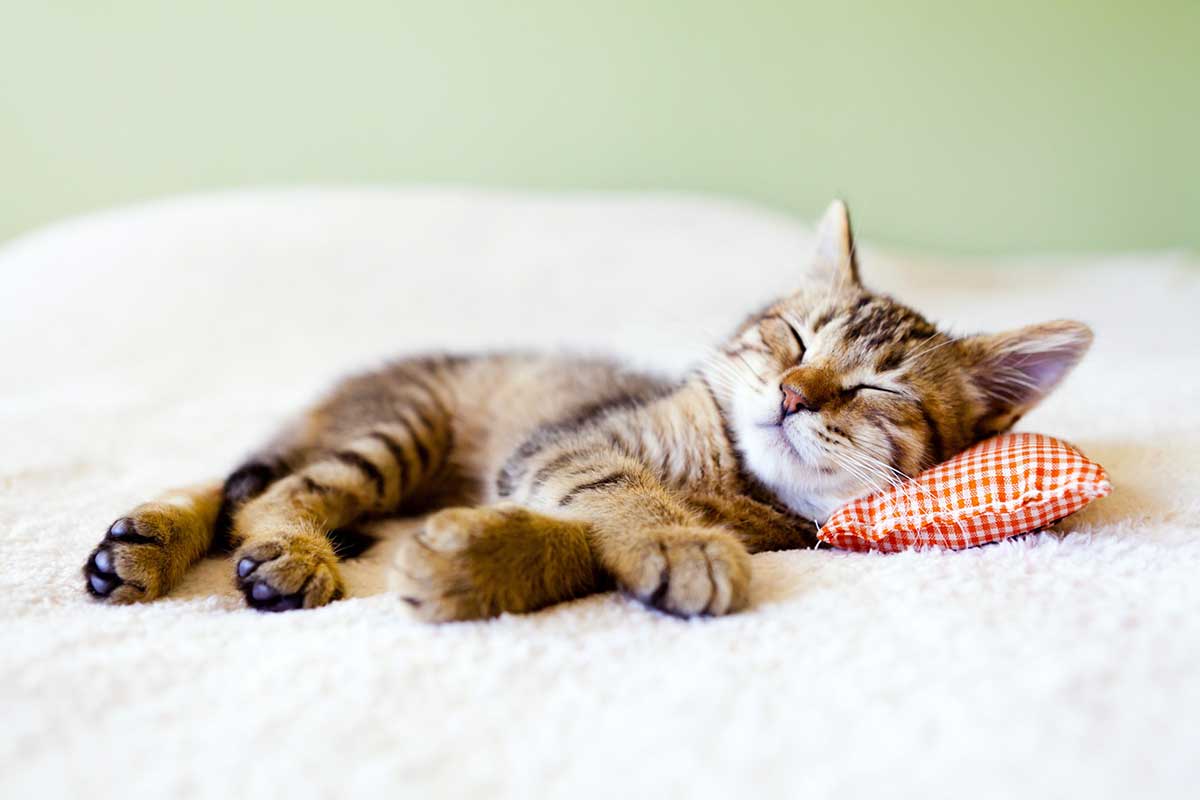 endroits-favoris-chat-dort
