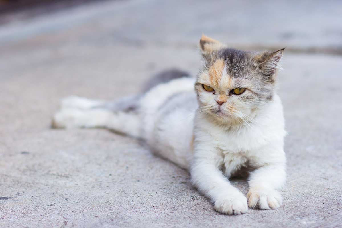 erreurs courantes que font tous les propriétaires de chat