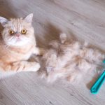 éviter que votre chat ne perde trop de poils
