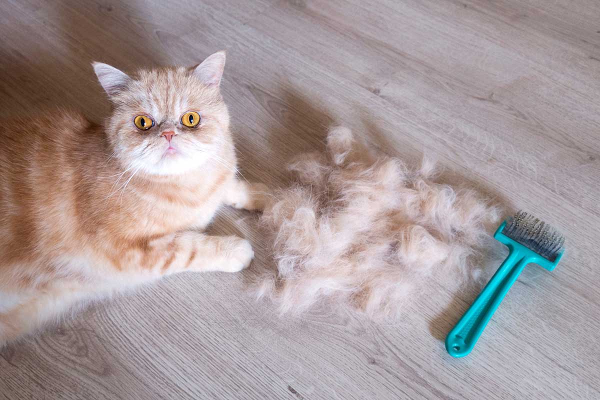 éviter que votre chat ne perde trop de poils
