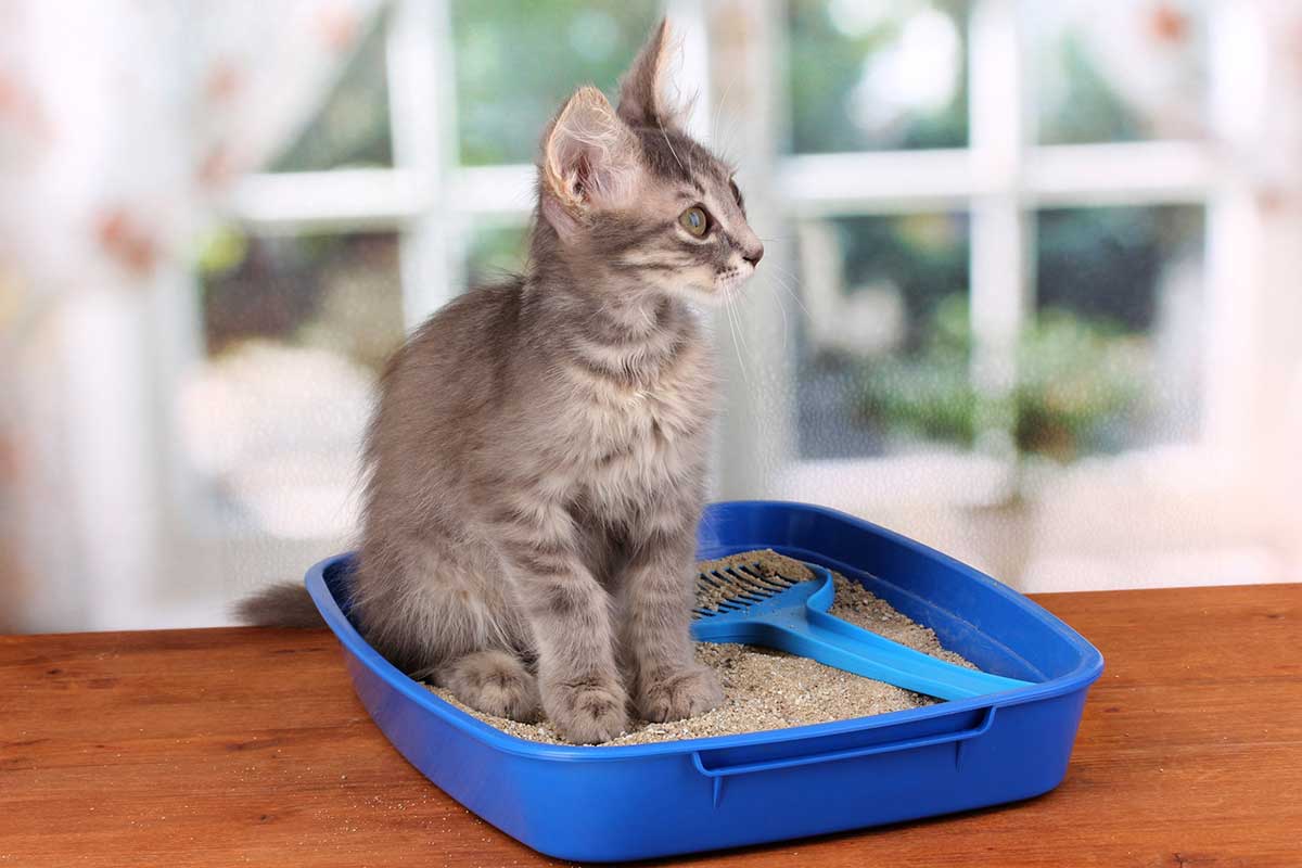 litiere-chat-reste-propre