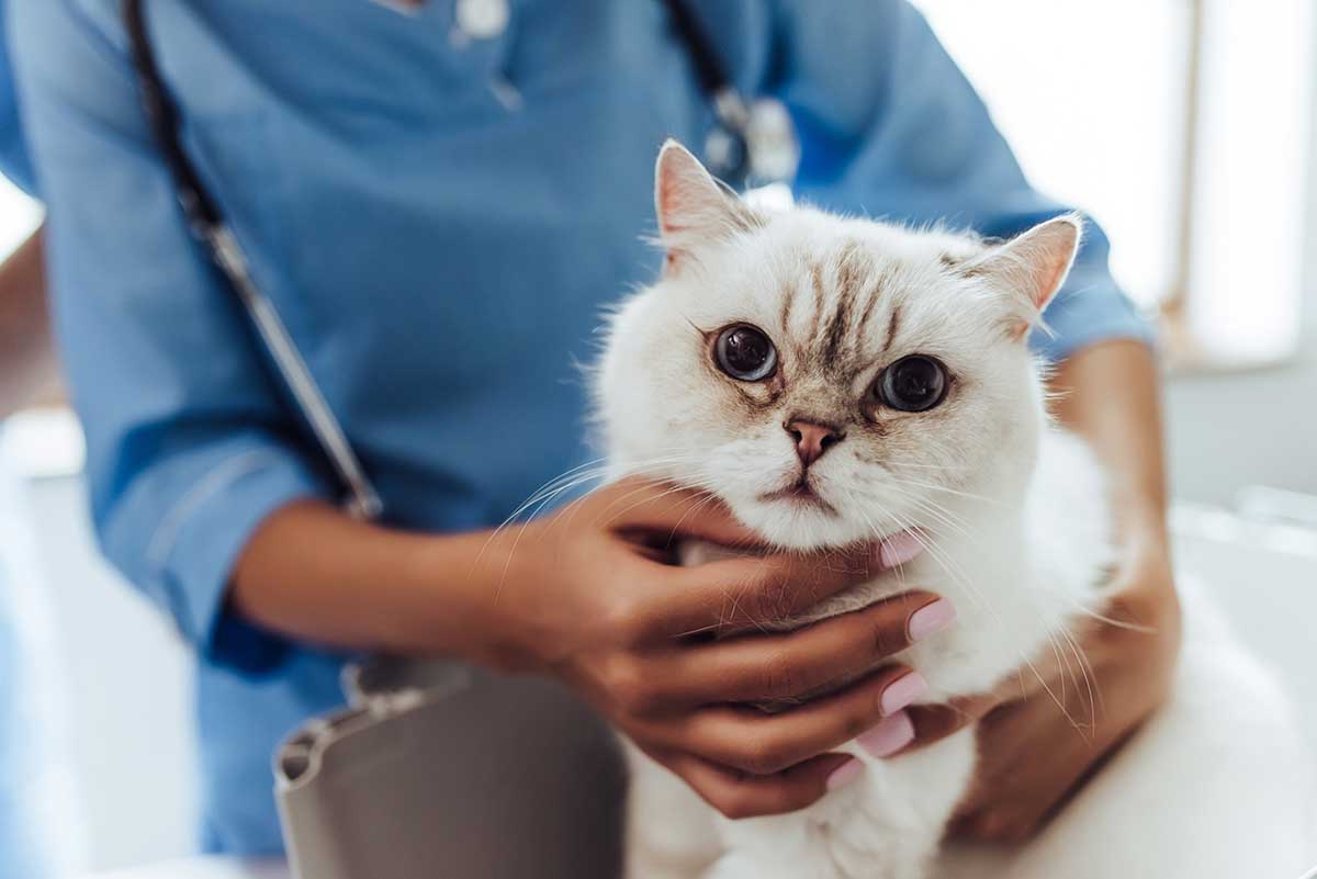 produits trousse à pharmacie de votre chat