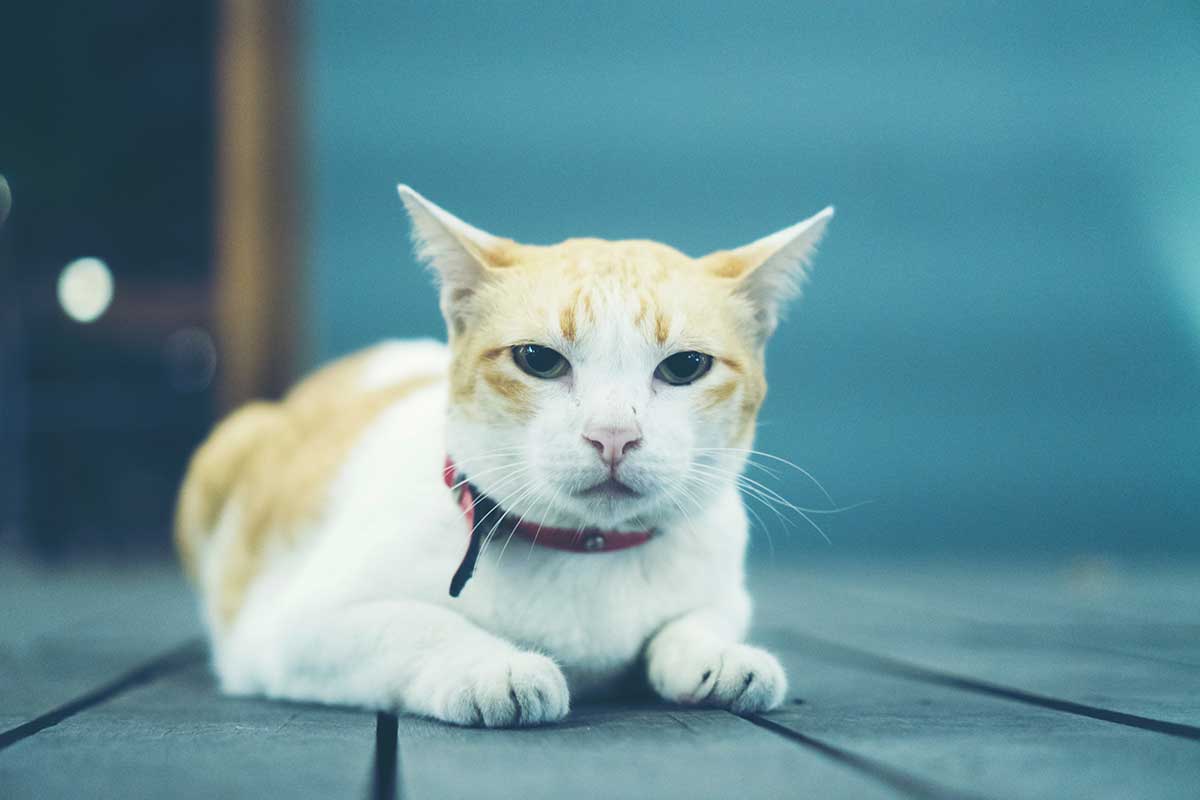 Punir son chat quand il fait une bêtise