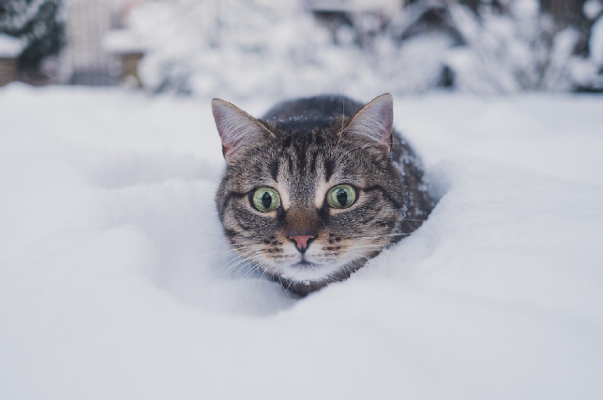 température chat supporter hiver