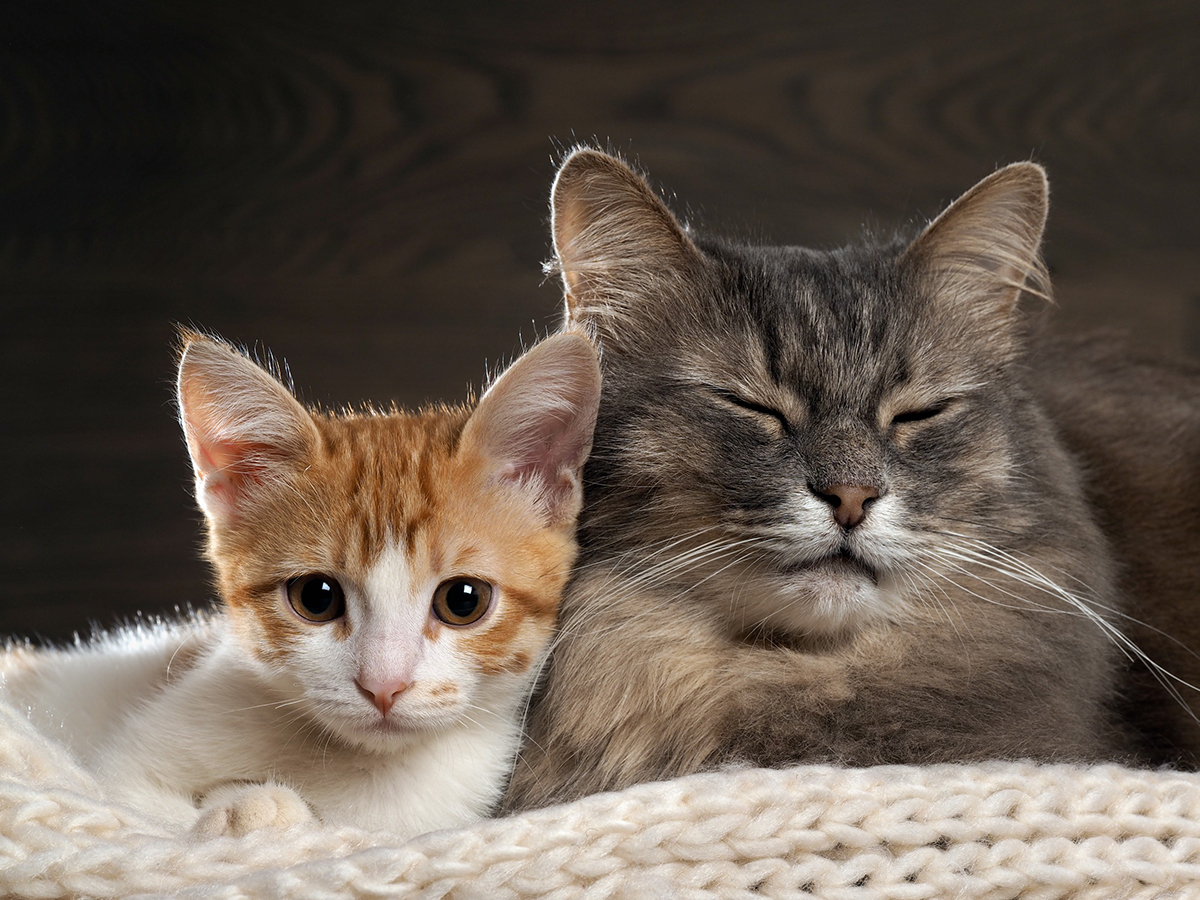 accueillir-chaton-avec-chat-adulte