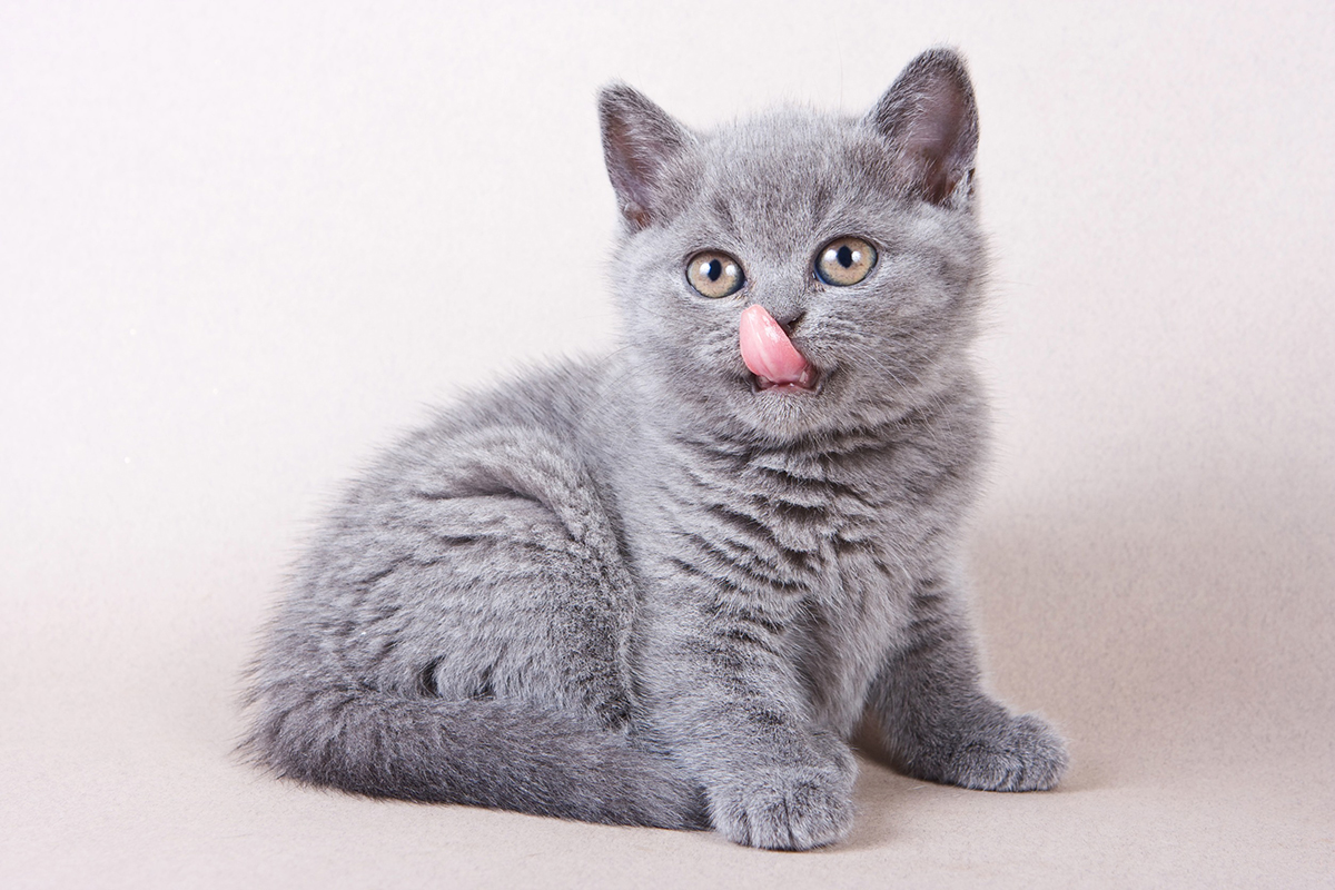 adopter-chat-studio