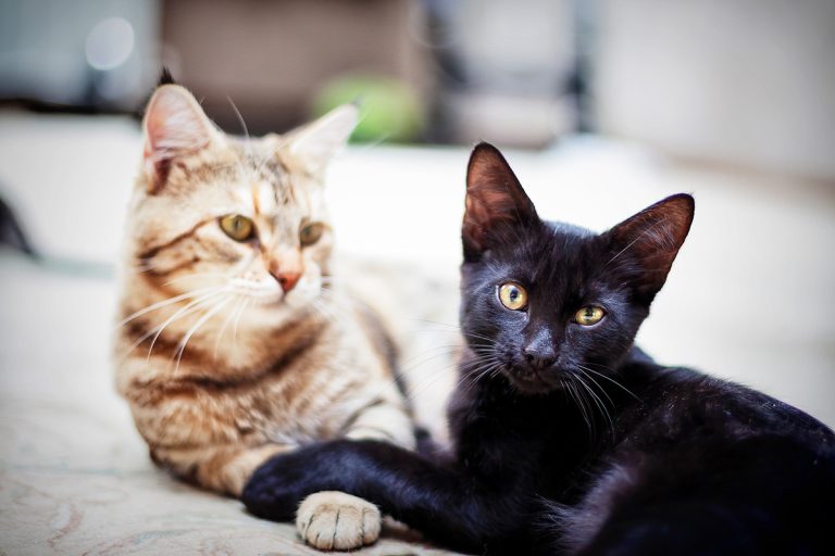 Estil préférable d’adopter un ou deux chats ? Race de Chat