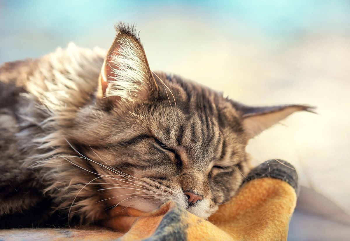 aider-chat-age-mieux-dormir