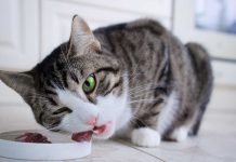 aliments qui vont rendre votre chat heureux