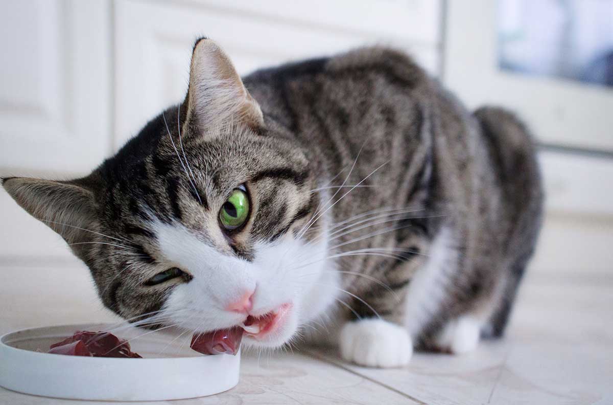 aliments qui vont rendre votre chat heureux
