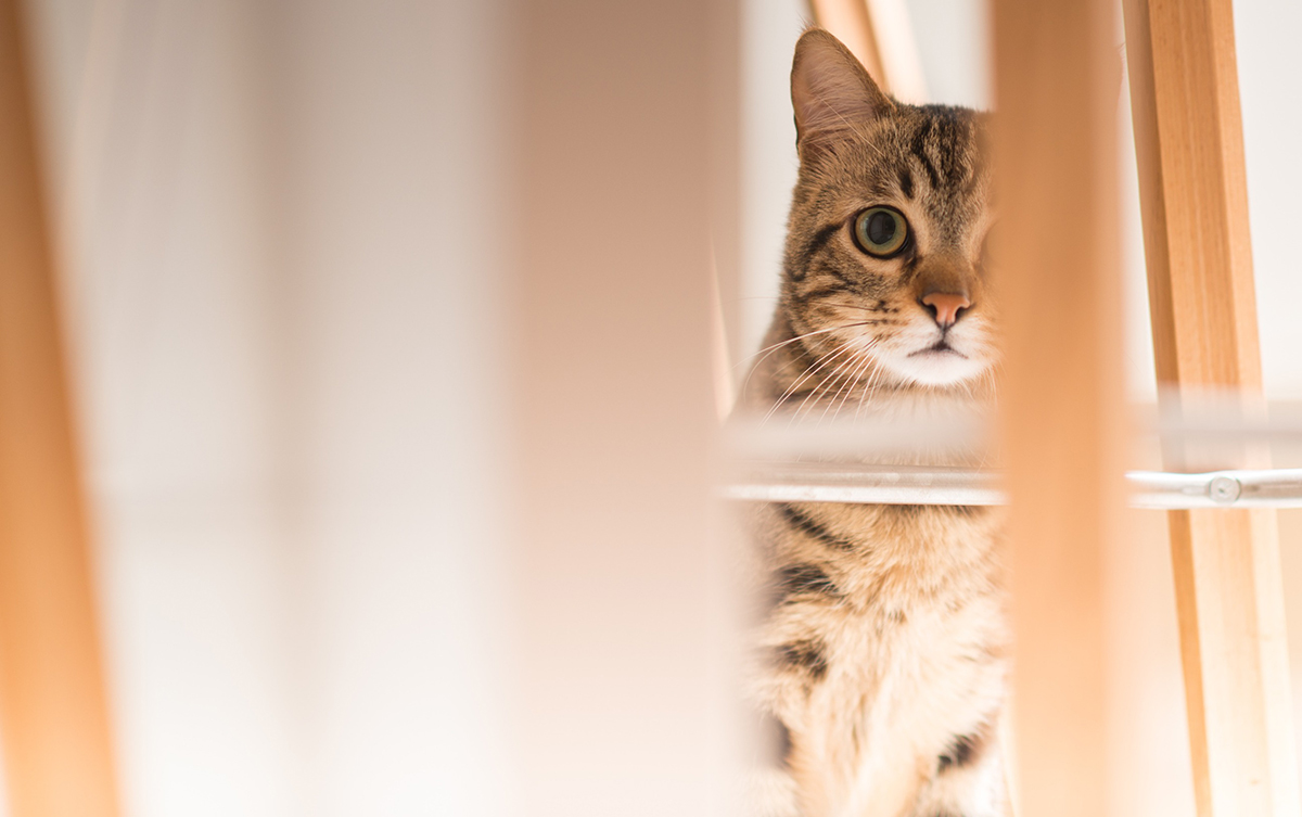 appareils-quotidien-font-peur-a-votre-chat