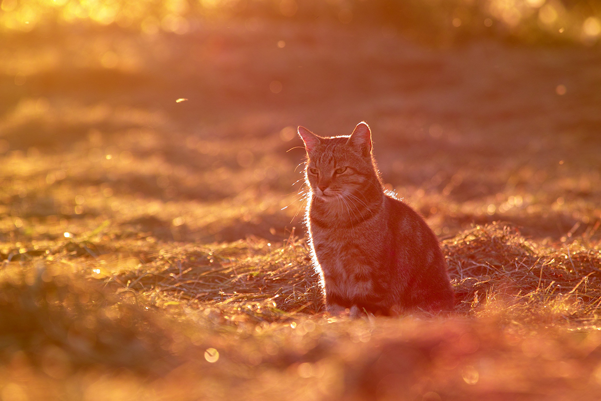 astuces imparables pour que votre chat rentre à la maison