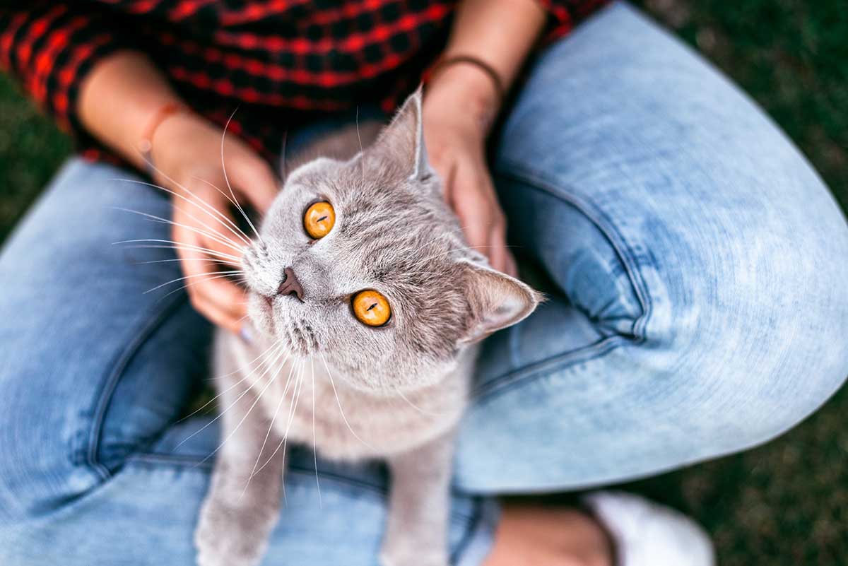 avantages d’adopter un chat déjà adulte