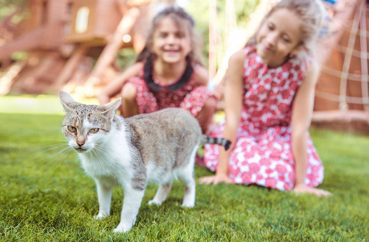 chat a peur des enfants