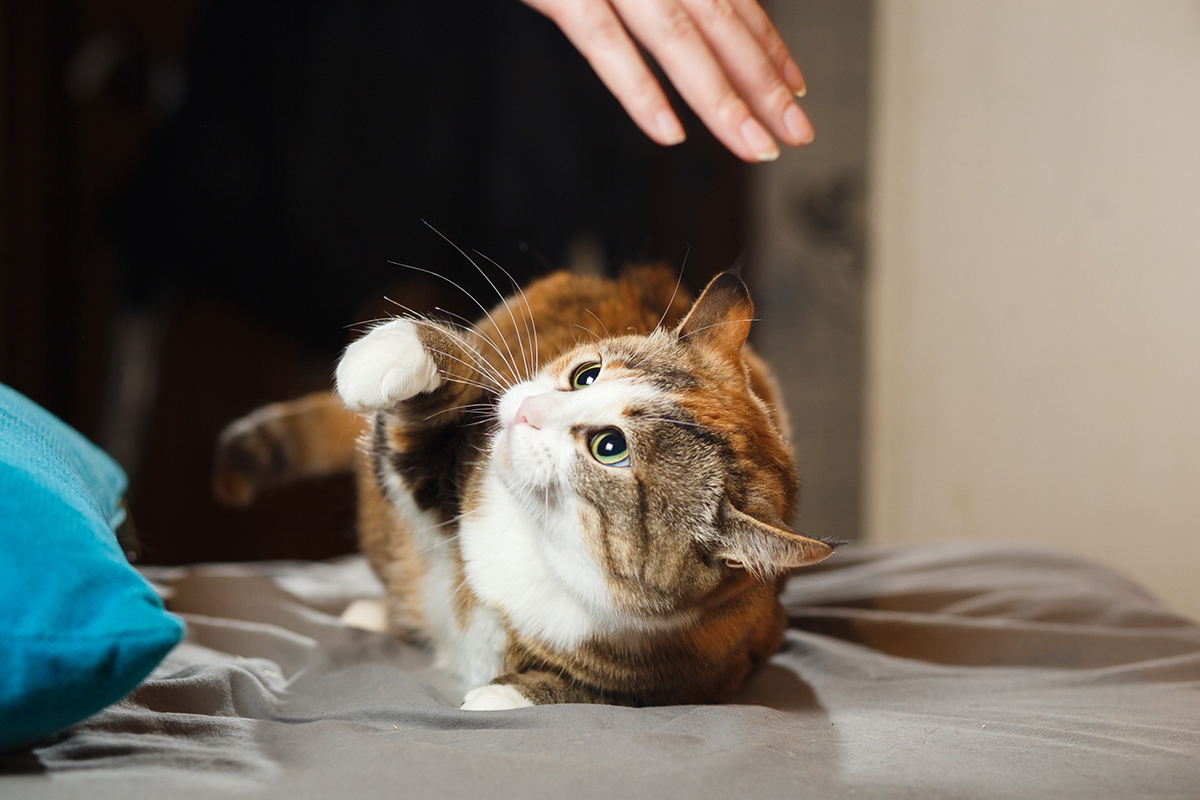 chat-attaquer-mollet-cheville