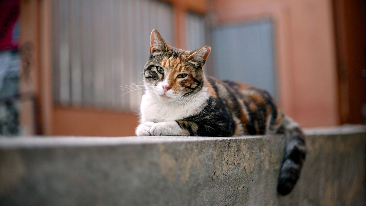chat-choisit-une-autre-maison