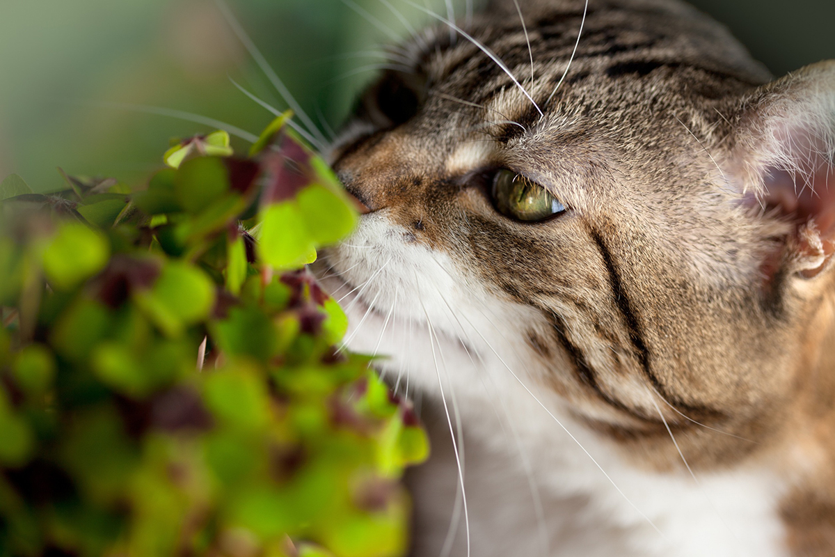 chat-mange-plante-appartement