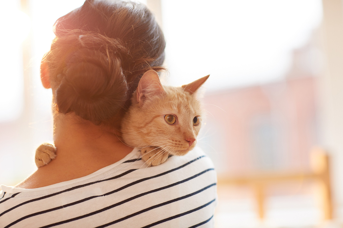 chat-reconnaitre-sur-une-photo