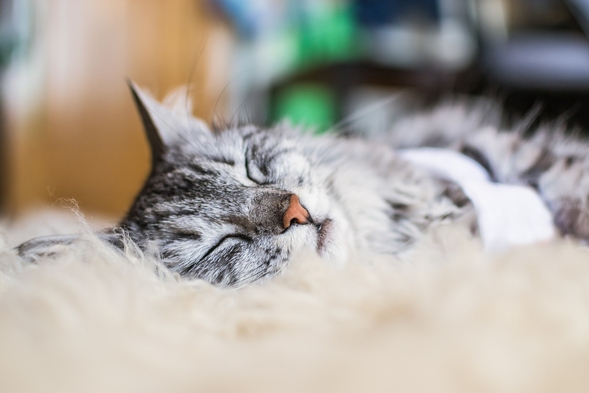 chat-ronfle