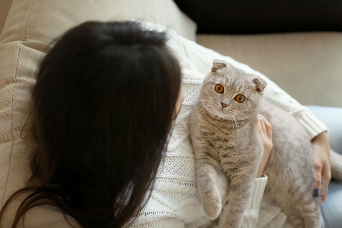 chat-vous-comprend-quand-vous-parlez