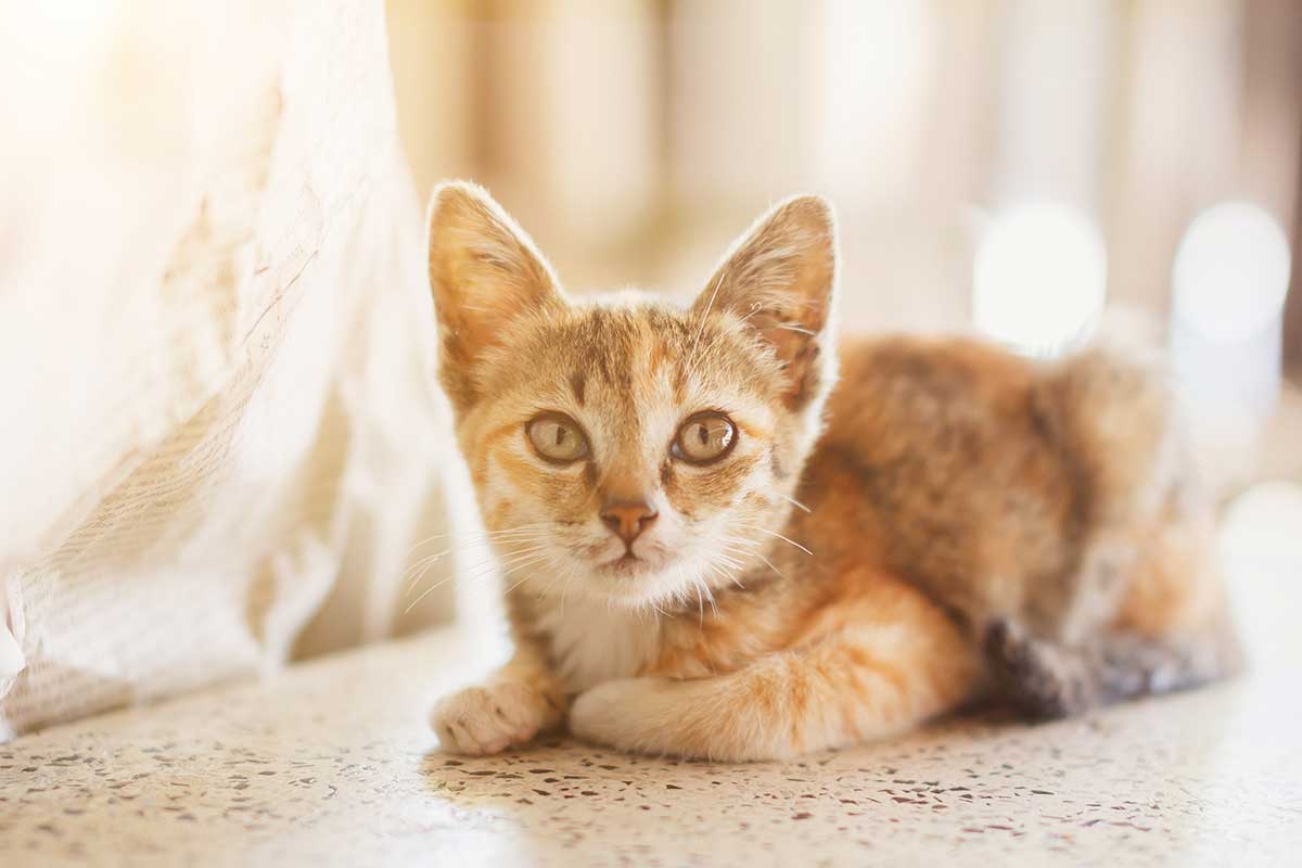 chats reconnaissent la voix de leur maître