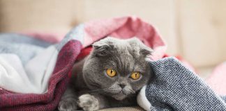 Couvrir son chat avec une couverture